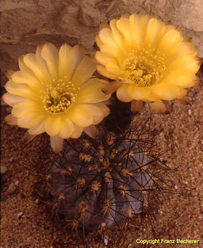 Acanthocalycium glaucum