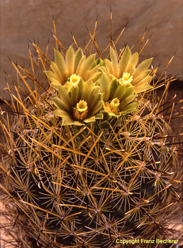 Ancistrocactus (Sclerocactus) scheeri