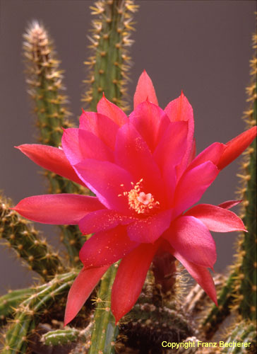 Aporocactus (Disocactus) mallisonii