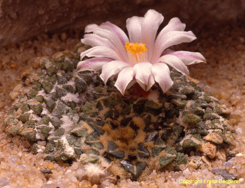 Ariocarpus kotschoubeyanus fa albiflorus 2