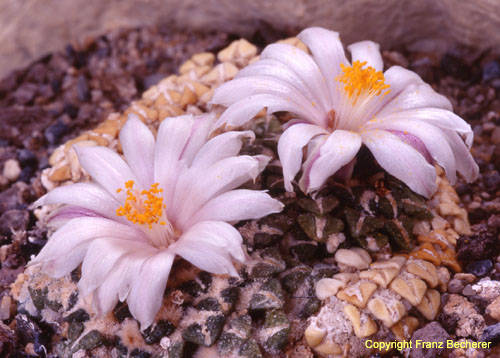 Ariocarpus kotschoubeyanus fa albiflorus 4