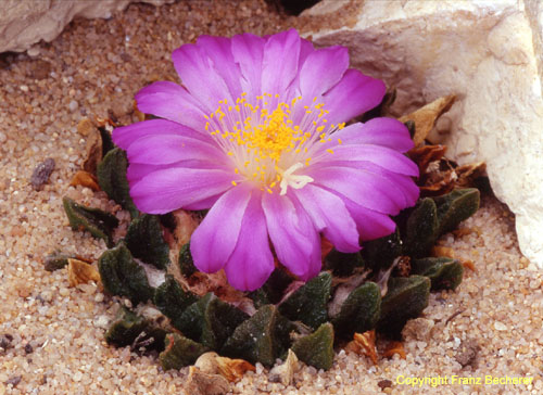 Ariocarpus scaphirostris 4