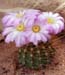Acanthocalycium violaceum h