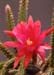 Aporocactus (Disocactus) mallisonii