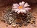 Ariocarpus kotschoubeyanus fa albiflorus 2