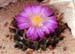 Ariocarpus scaphirostris 4