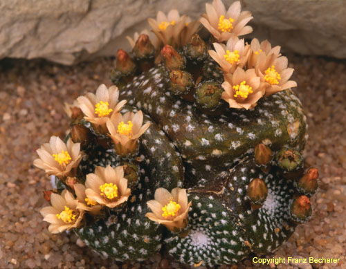 Blossfeldia campiniflora