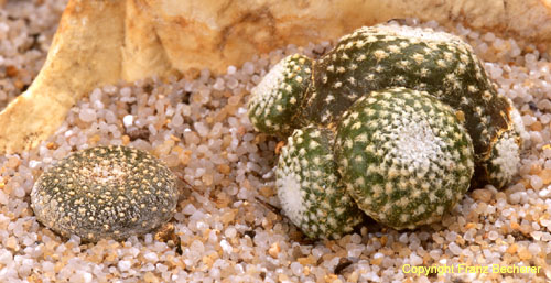 Blossfeldia liliputana campiniflora