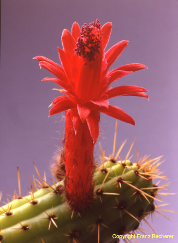 Borzicactus samaipatanus var.