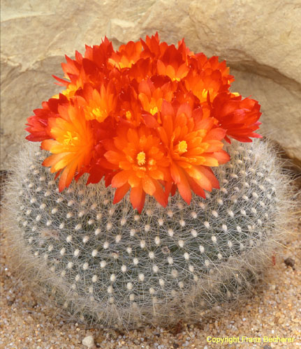 Brasilicactus (Parodia) haselbergii 2