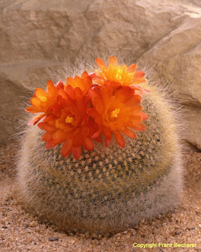 Brasilicactus (Parodia) haselbergii 8