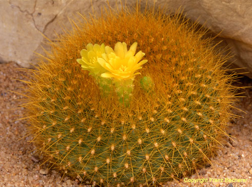 Brasilicactus graessneri 2