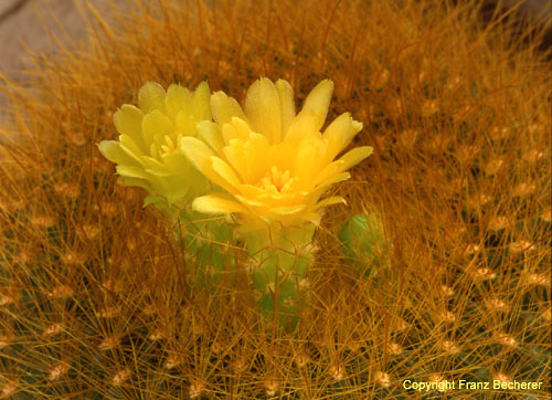 Brasilicactus graessneri 3