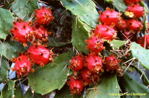 Brasiliopuntia bahiensis Fruchtansicht