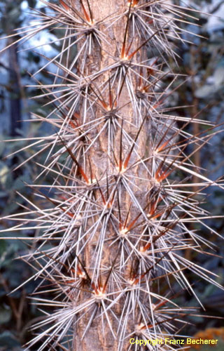 Brasiliopuntia bahiensis Stammansicht