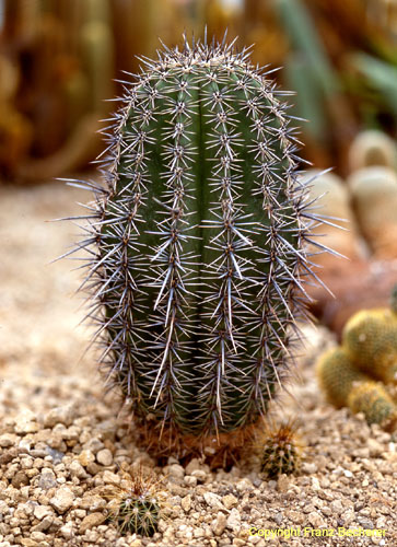 Carnegiea gigantea 50cmausgepfl