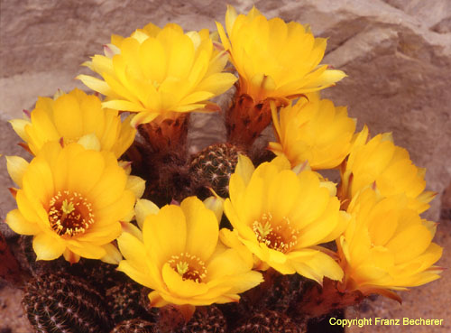 Chamaecereus Hybride dottergelb