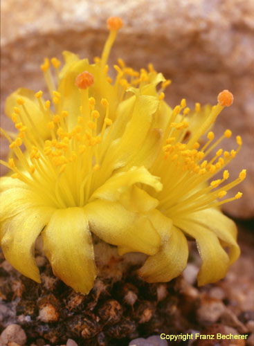 Copiapoa lauii Blüte hoch