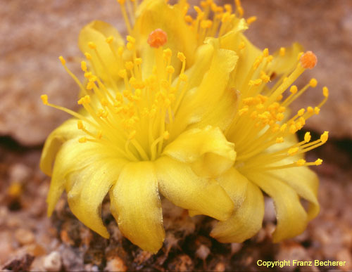 Copiapoa lauii Blüte quer