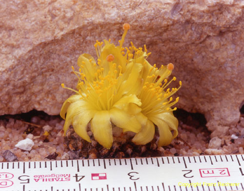 Copiapoa lauii Mass