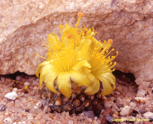 Copiapoa lauii