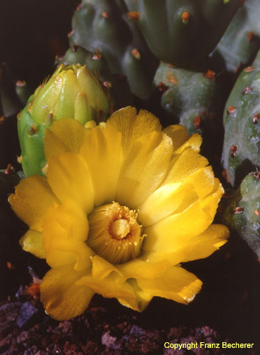 Corynopuntia moelleri 3