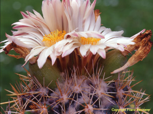 Coryphantha asterias BuS