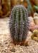 Carnegiea gigantea 50cmausgepfl