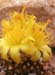Copiapoa lauii Blüte hoch