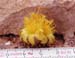 Copiapoa lauii Mass