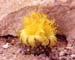 Copiapoa lauii