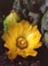 Corynopuntia moelleri 3