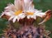 Coryphantha asterias BuS