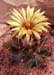 Coryphantha muehlenpfordtii