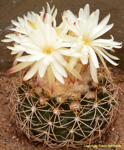 Discocactus albispinus