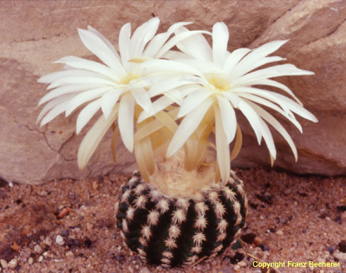 Discocactus horstii x 2