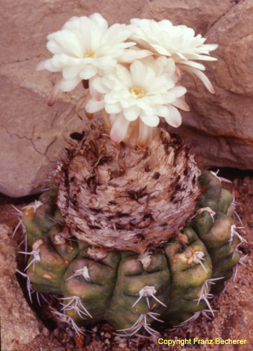 Discocactus platygona 3