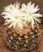 Discocactus albispinus