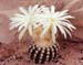 Discocactus horstii x 2