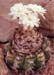 Discocactus platygona 3