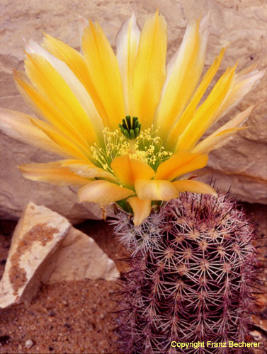 Echinocereus dasyacanthus 1