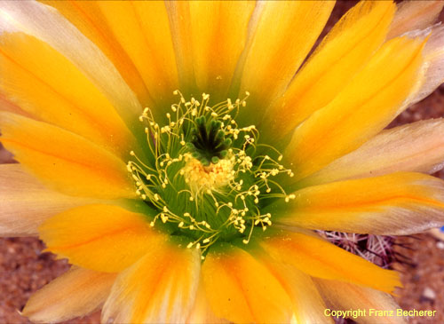 Echinocereus dasyacanthus Bl