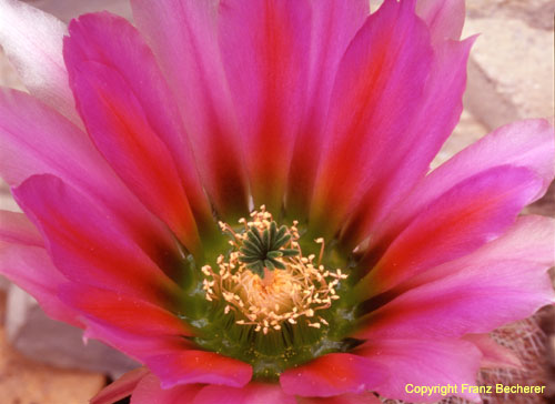 Echinocereus dasyacanthus rot Blüte