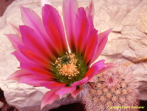 Echinocereus dasyacanthus rot