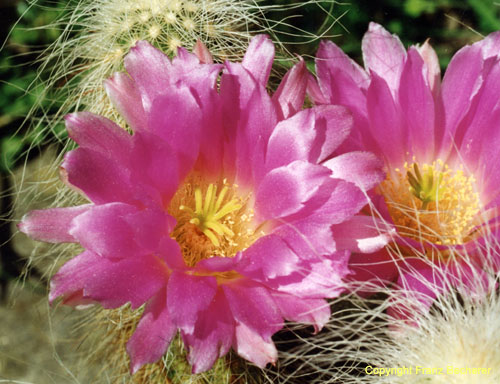 Echinocereus delaetii Kr1