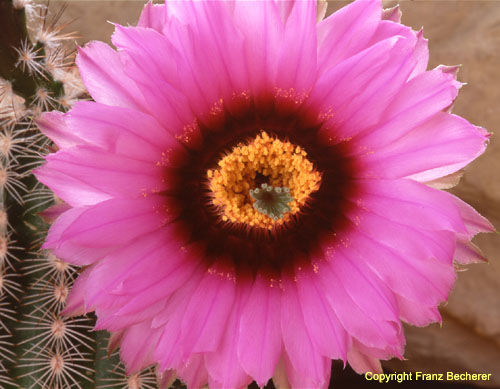 Echinocereus fitchii Blüte