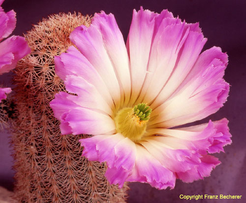 Echinocereus grandis rote Blüte 2