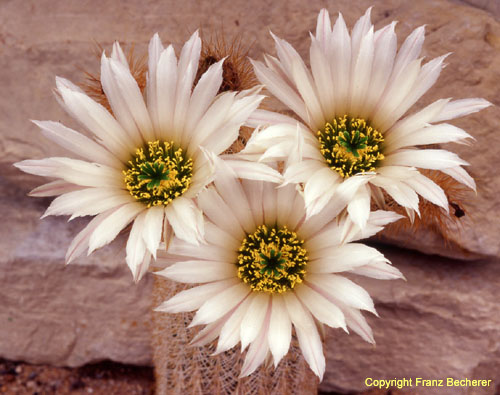 Echinocereus grandis weiße Blüten