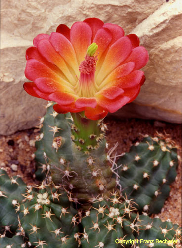 Echinocereus inermis 2