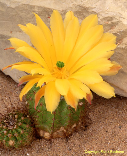 Echinocereus oklahomensis Blüte
